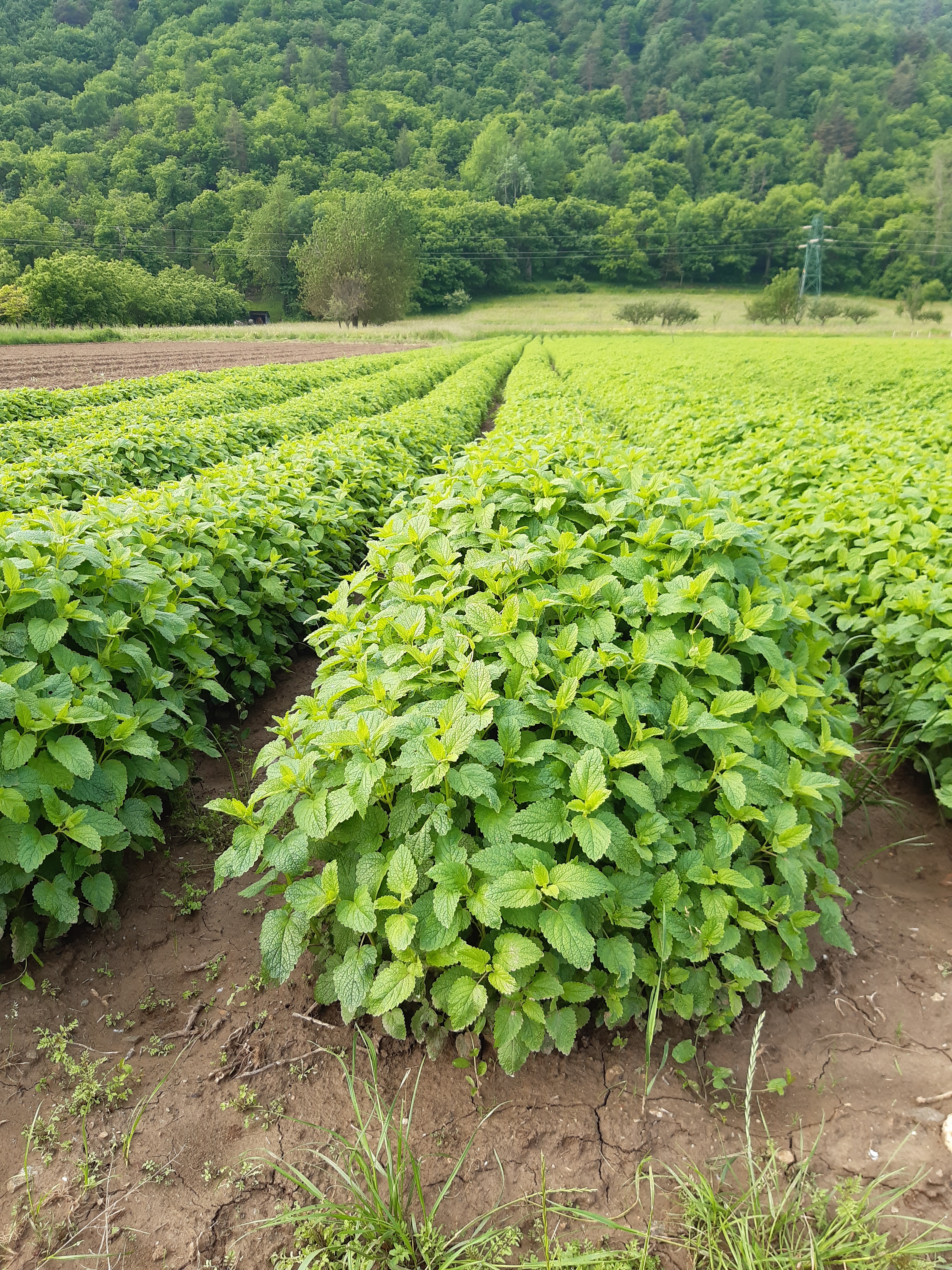 Chiapelloandreaeluca