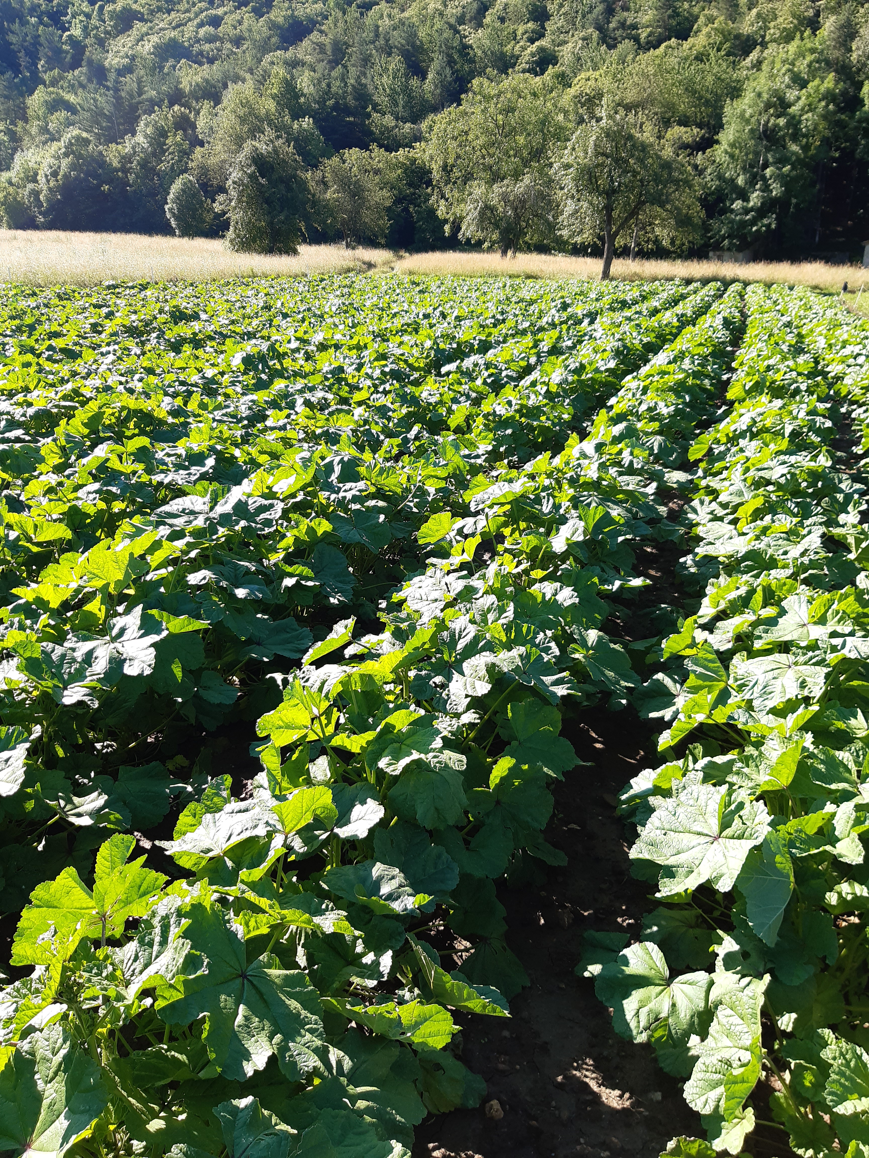 Chiapelloandreaeluca