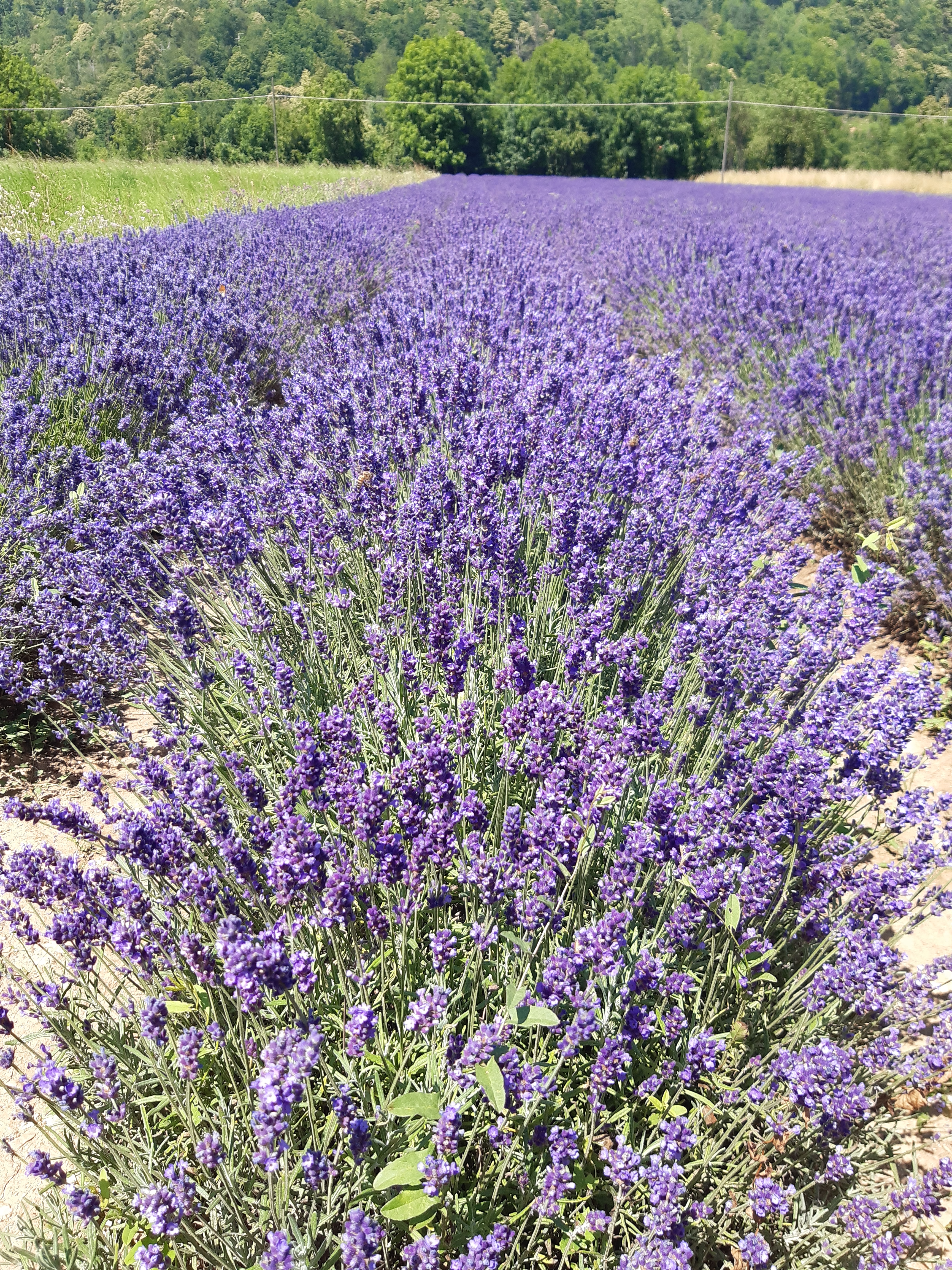 #Chiapelloandreaeluca