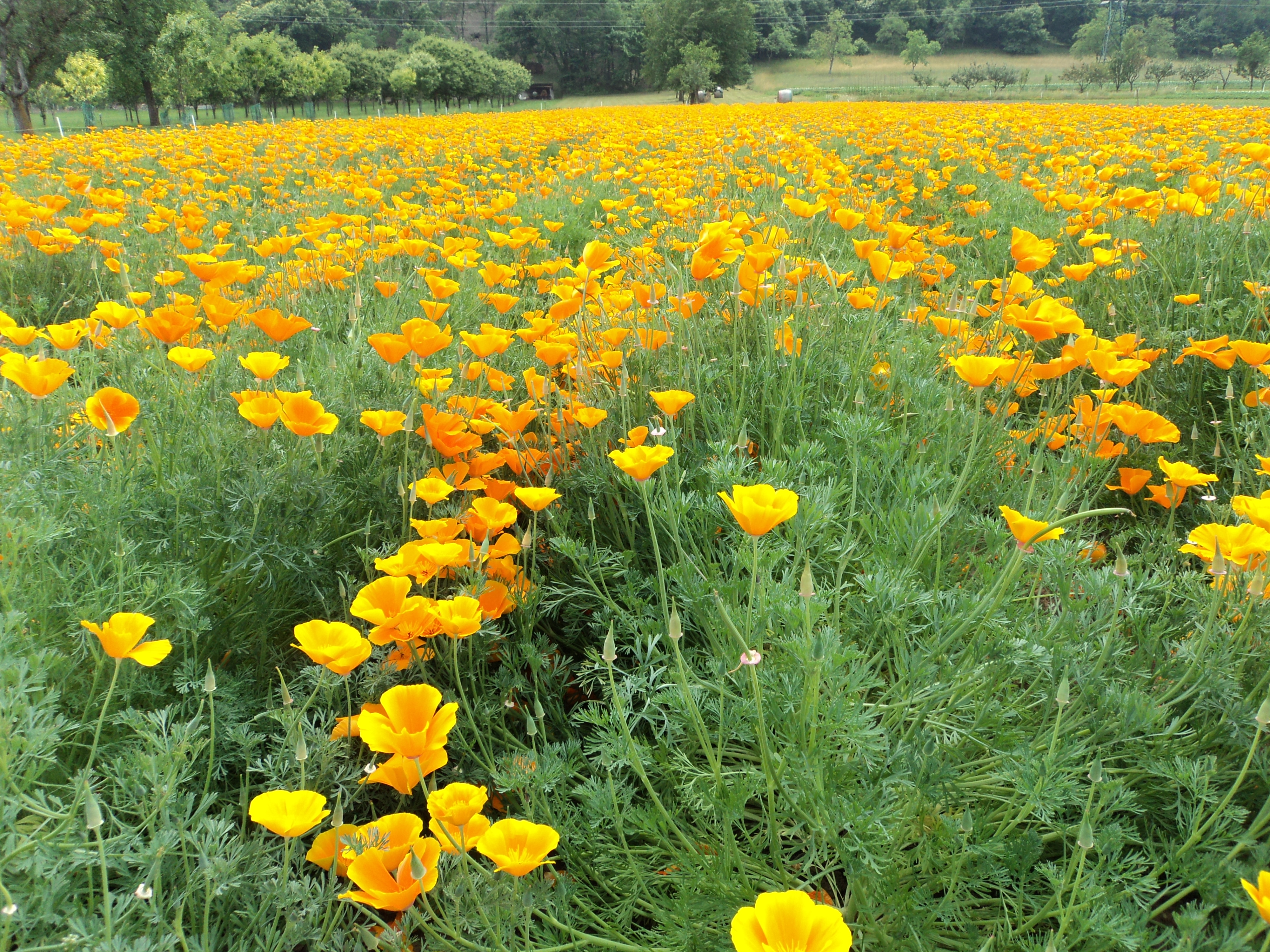 Chiapelloandreaeluca