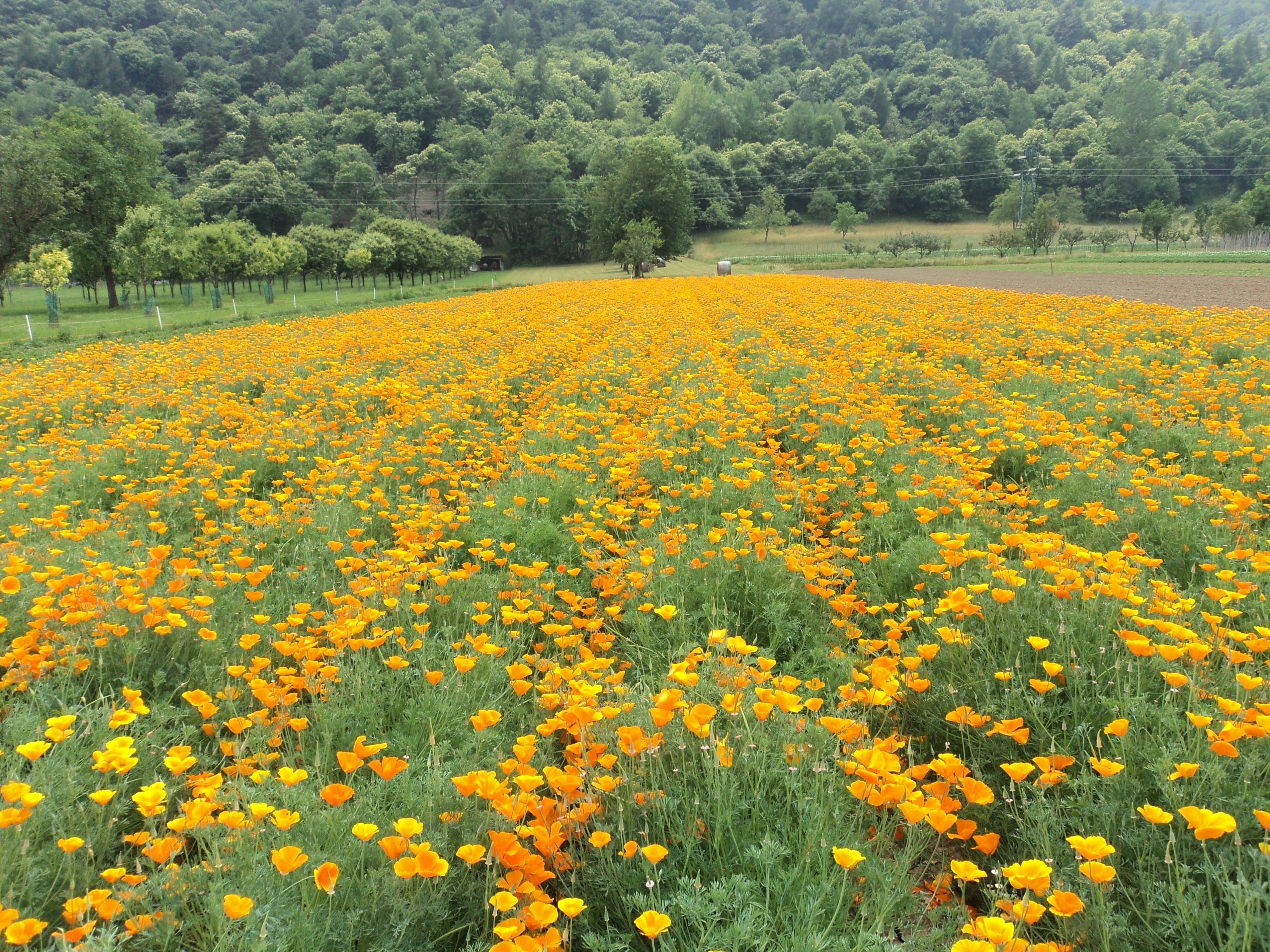 Chiapelloandreaeluca