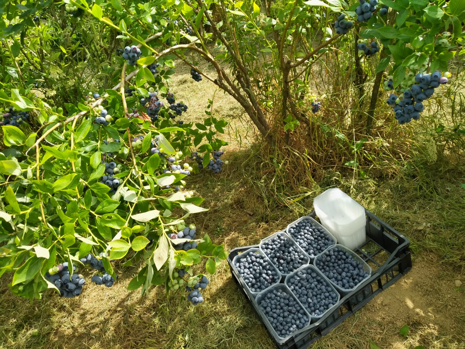 Ore e ore a togliere erba