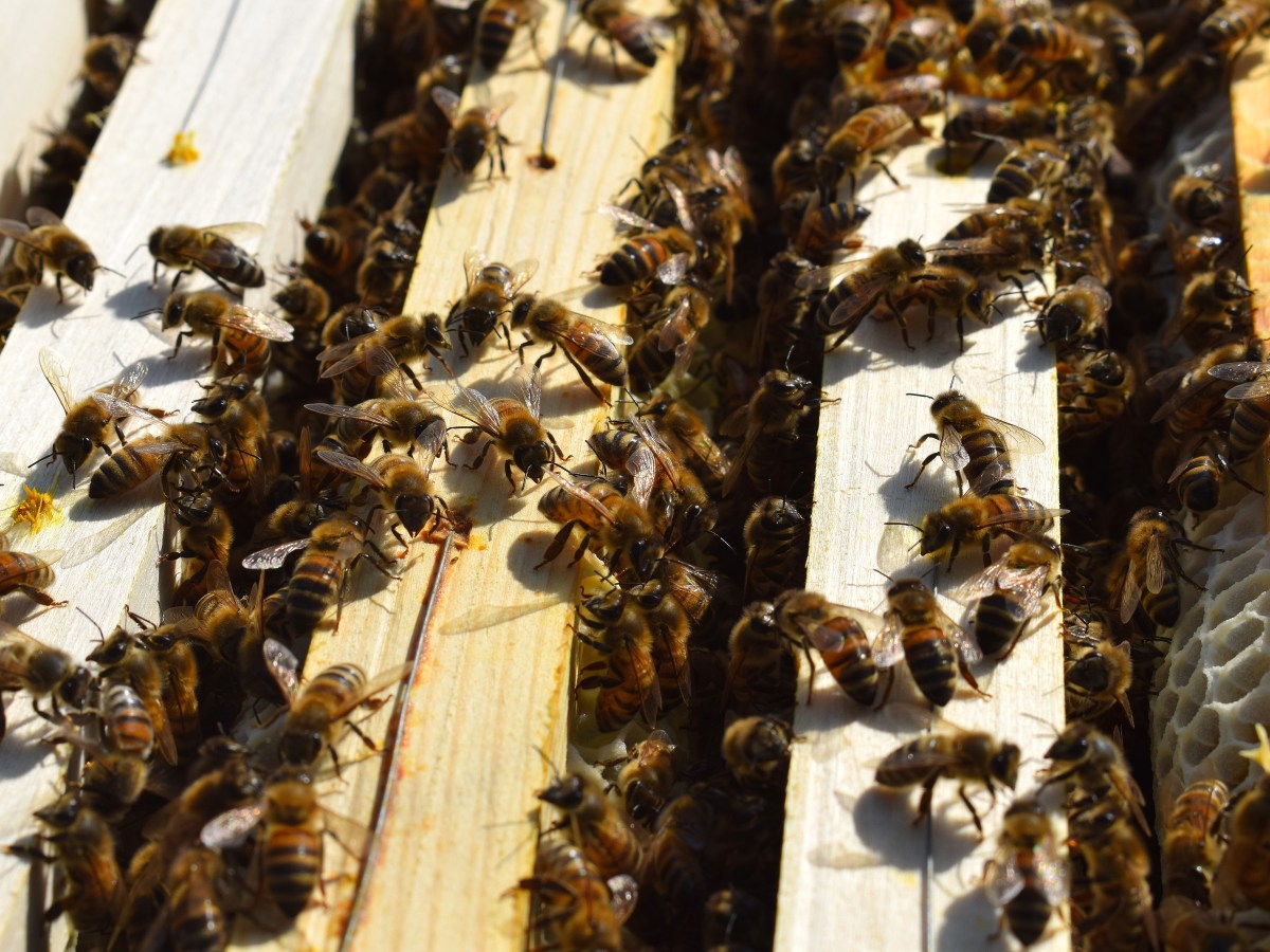 L’ape è l’ingranaggio della&nbsp;vita