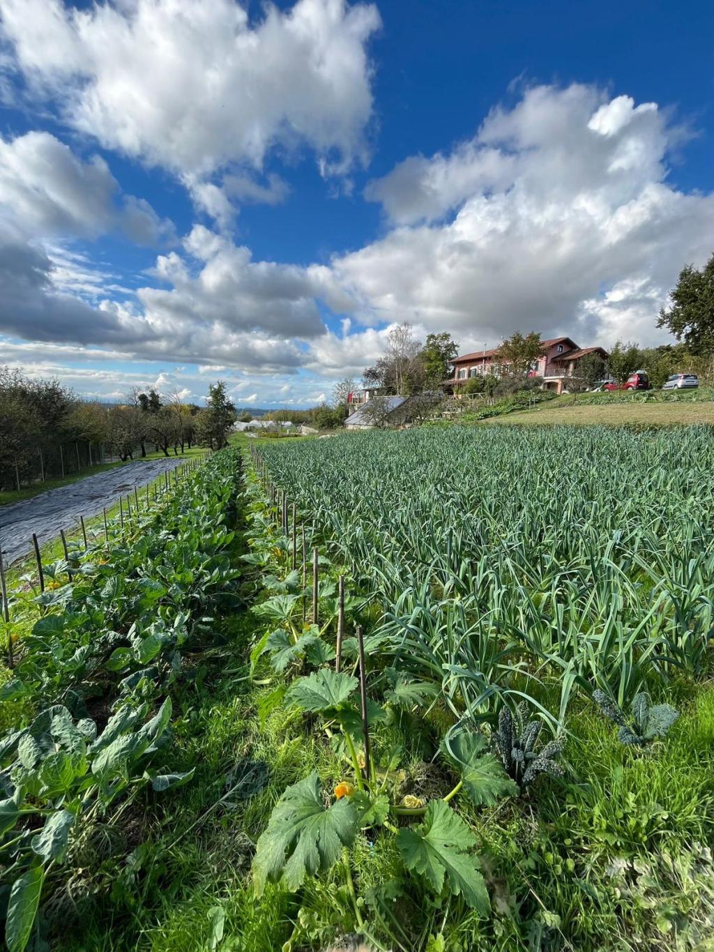Mi piace sperimentare le consociazioni tra più&nbsp;ortaggi