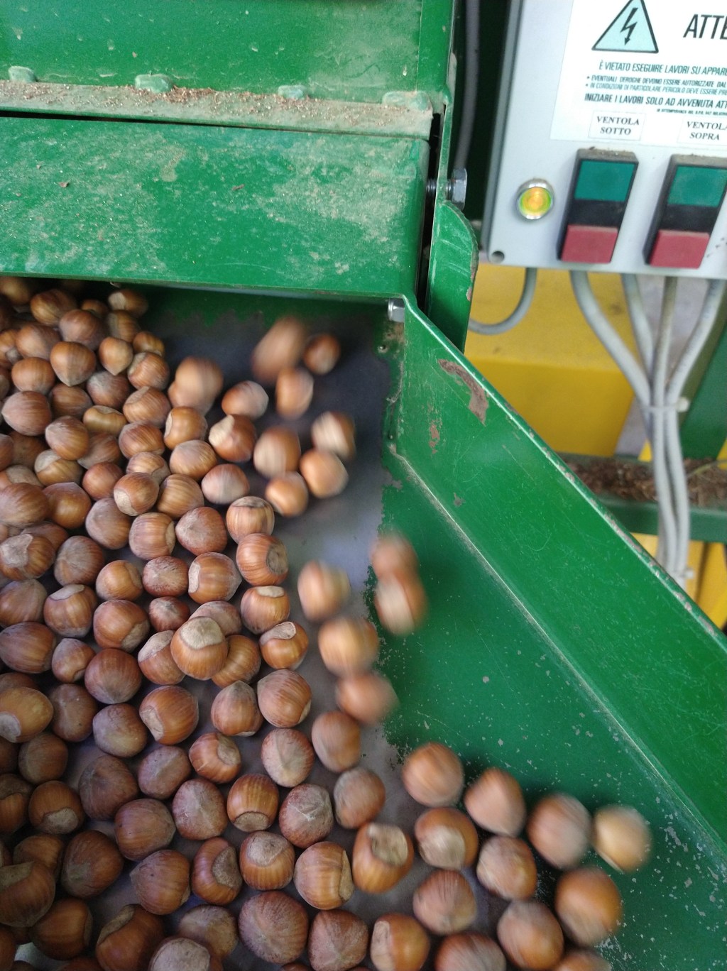 Nocciole: avevano bisogno di cadere tranquille e&nbsp;asciugarsi