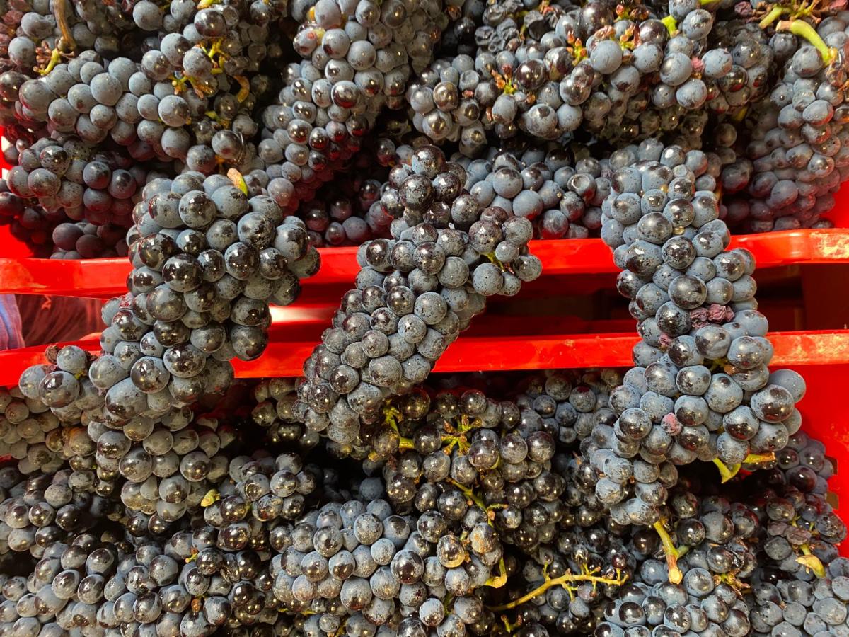 Per l’uva è una bella&nbsp;annata