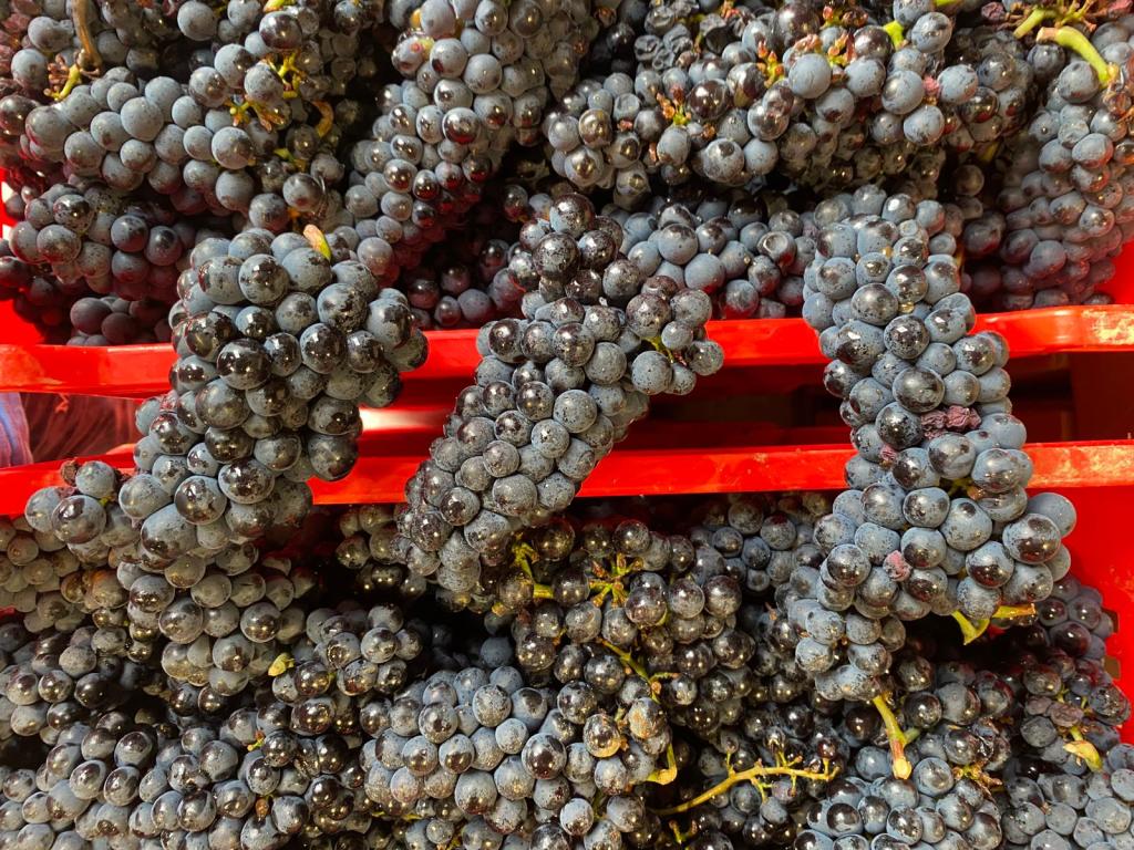 Per l’uva è una bella&nbsp;annata