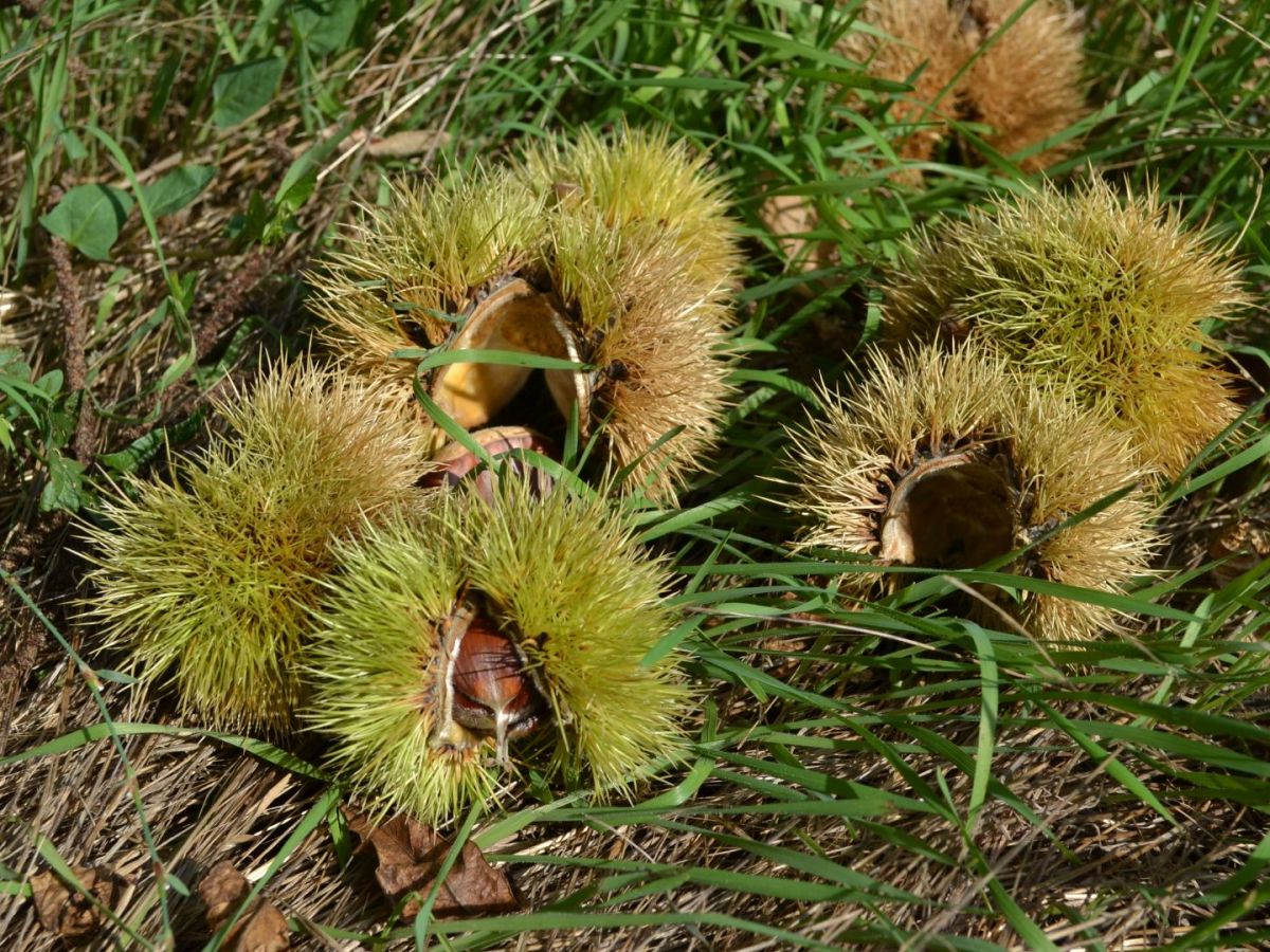 Castagne garessine