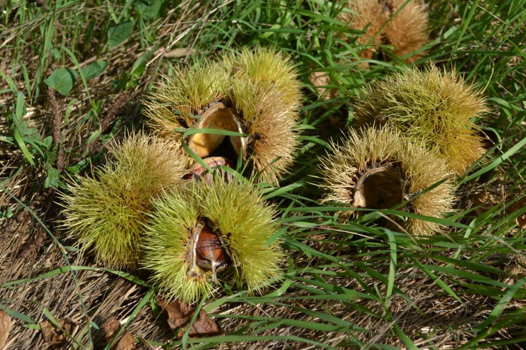 Castagne garessine