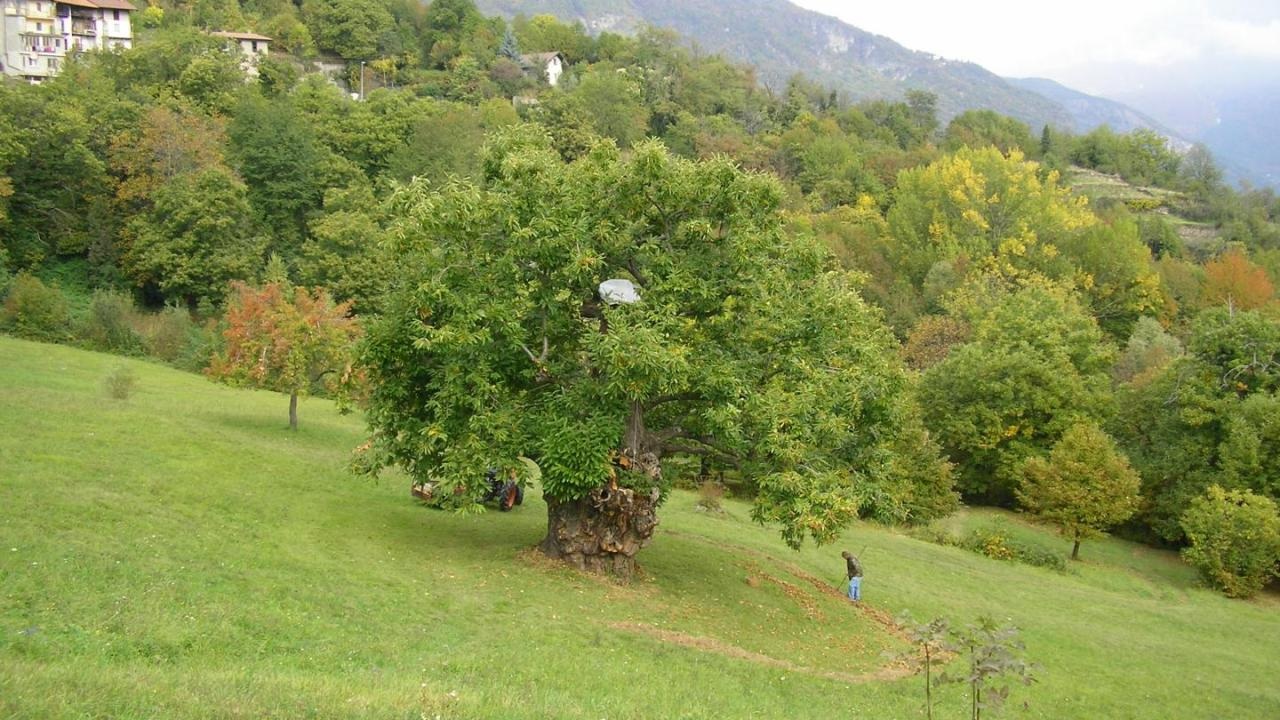 Le Castagne della Valsangone