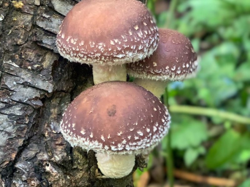 Coltivazione di funghi su tronchi nel&nbsp;bosco