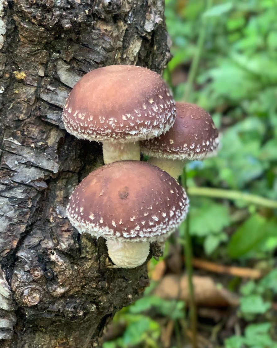 Coltivazione di funghi su tronchi nel&nbsp;bosco