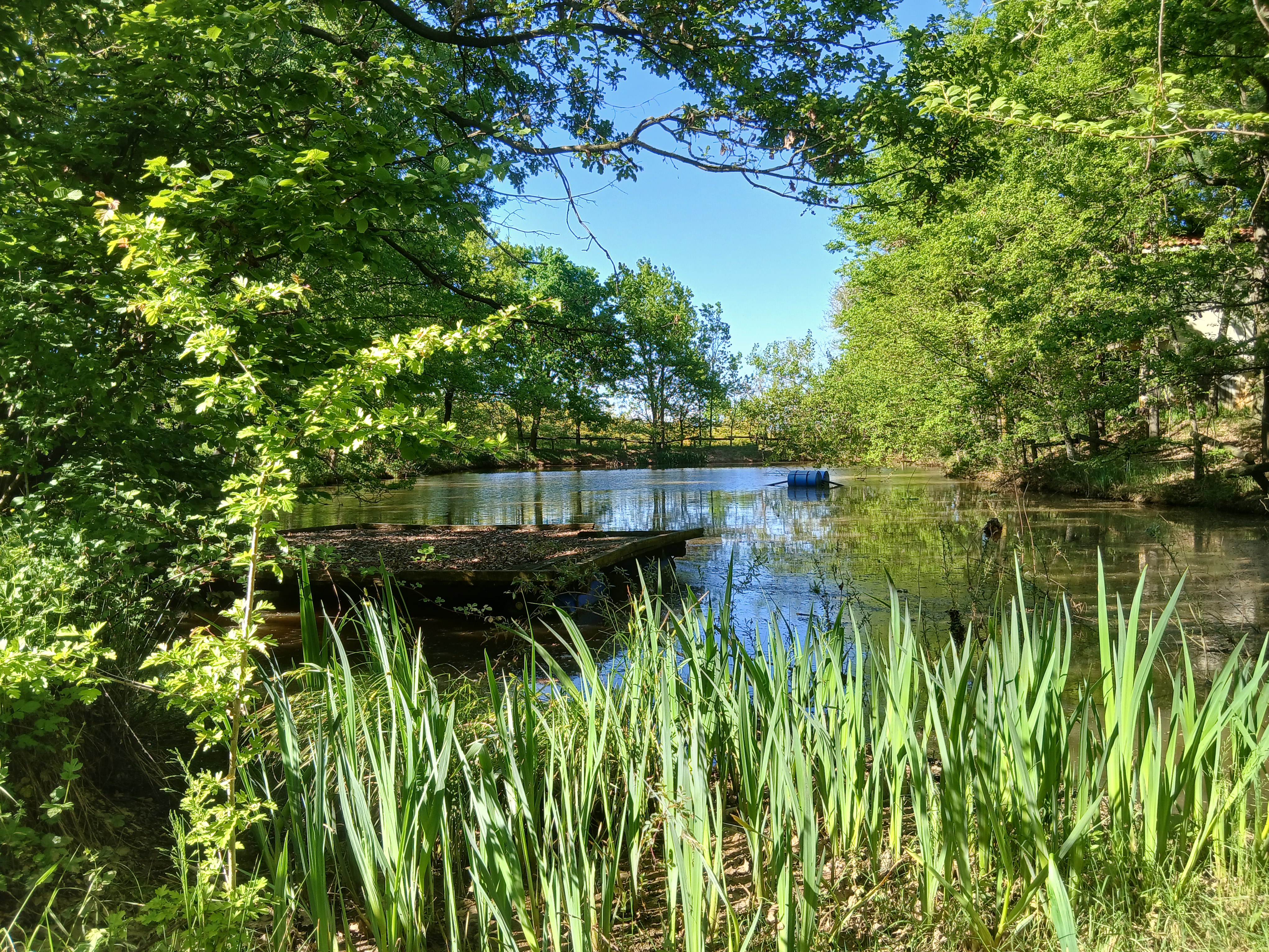 Bordure fiorite per impollinatori  e il ruolo delle “erbacce” nell’orto