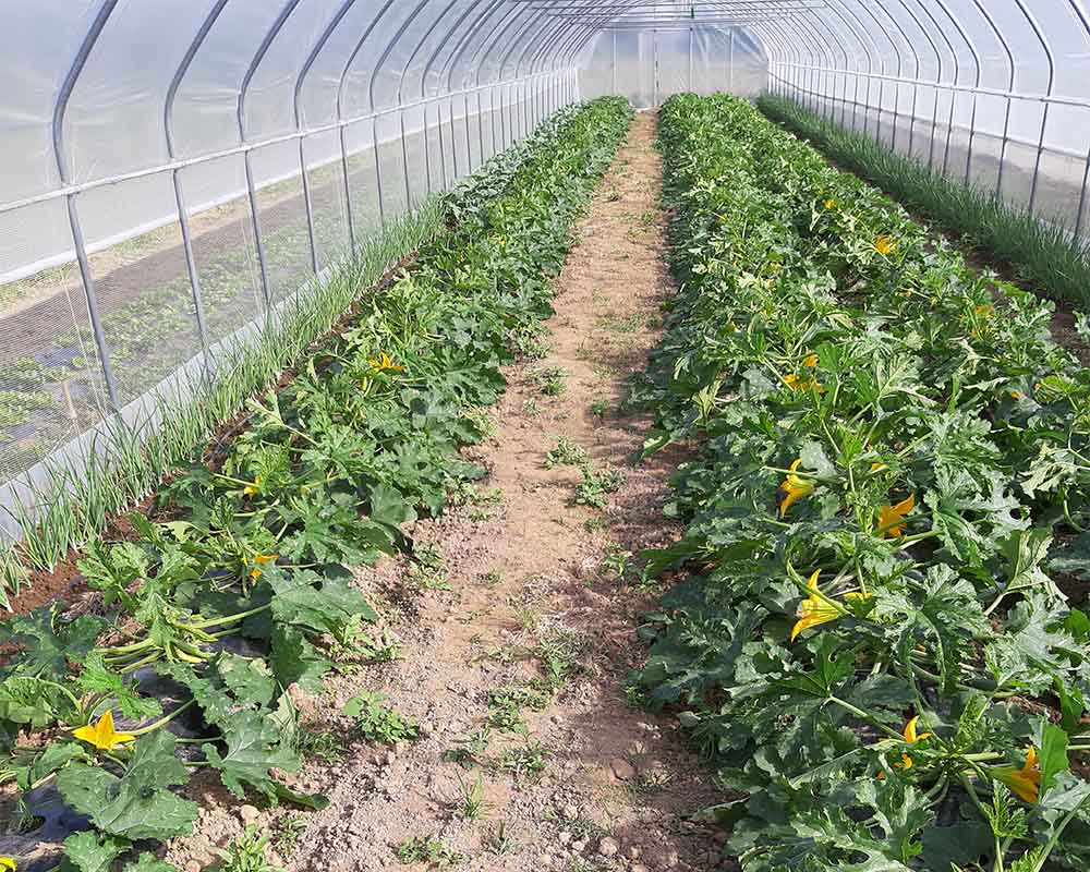 Coop. Agr. Sociale La Pepita