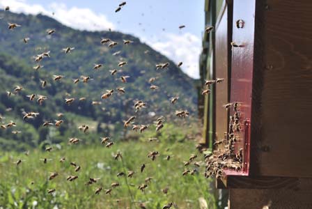 Le api sono in piena primavera