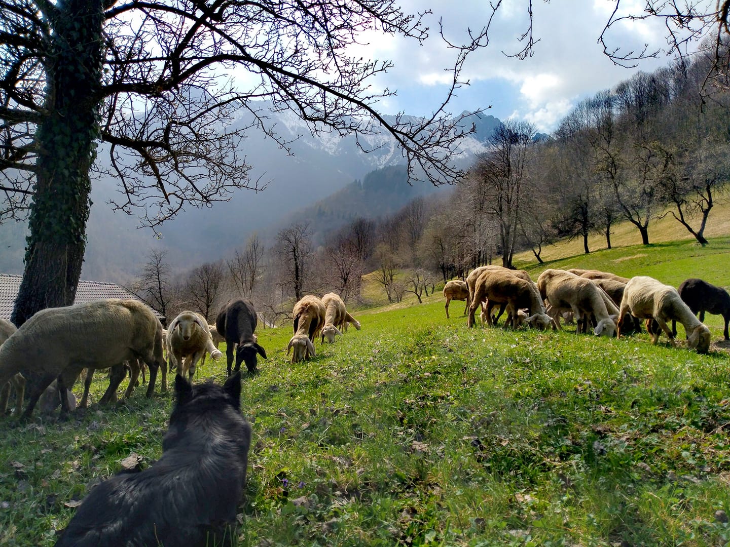C‘era una volta la lana