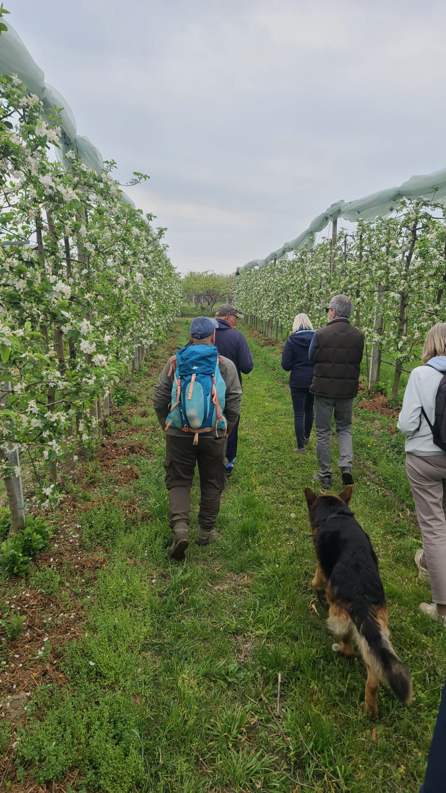 Passeggiata sotto i meli in fiore