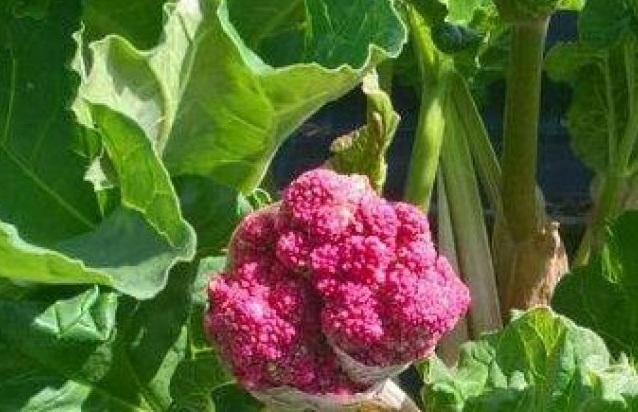 Il rabarbaro di Uva Ramà