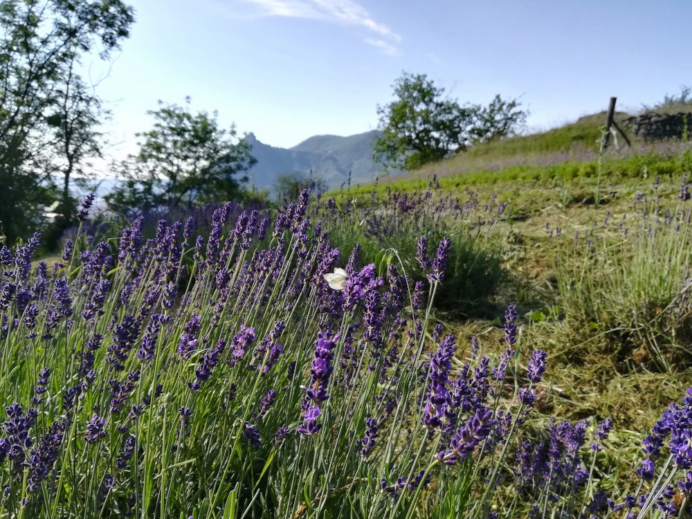 La tisana del Buon respiro