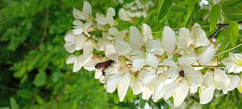 Raccolta dei melari con il miele di acacia